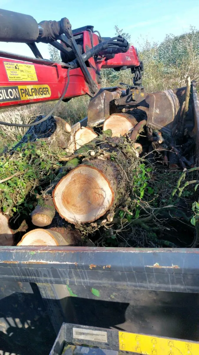 Tree removal and felling - Image 2