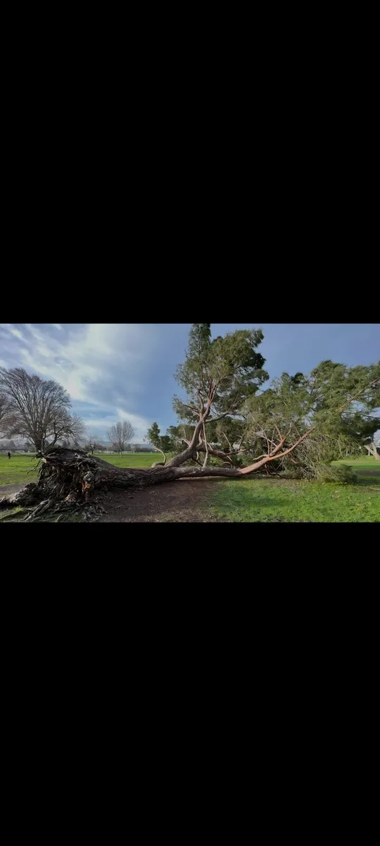 Tree removal and felling - Image 1