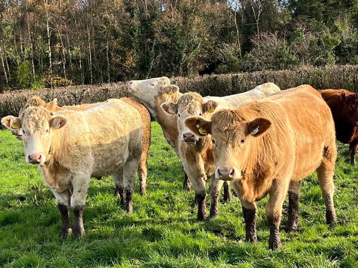 Heifers for sale - Image 1
