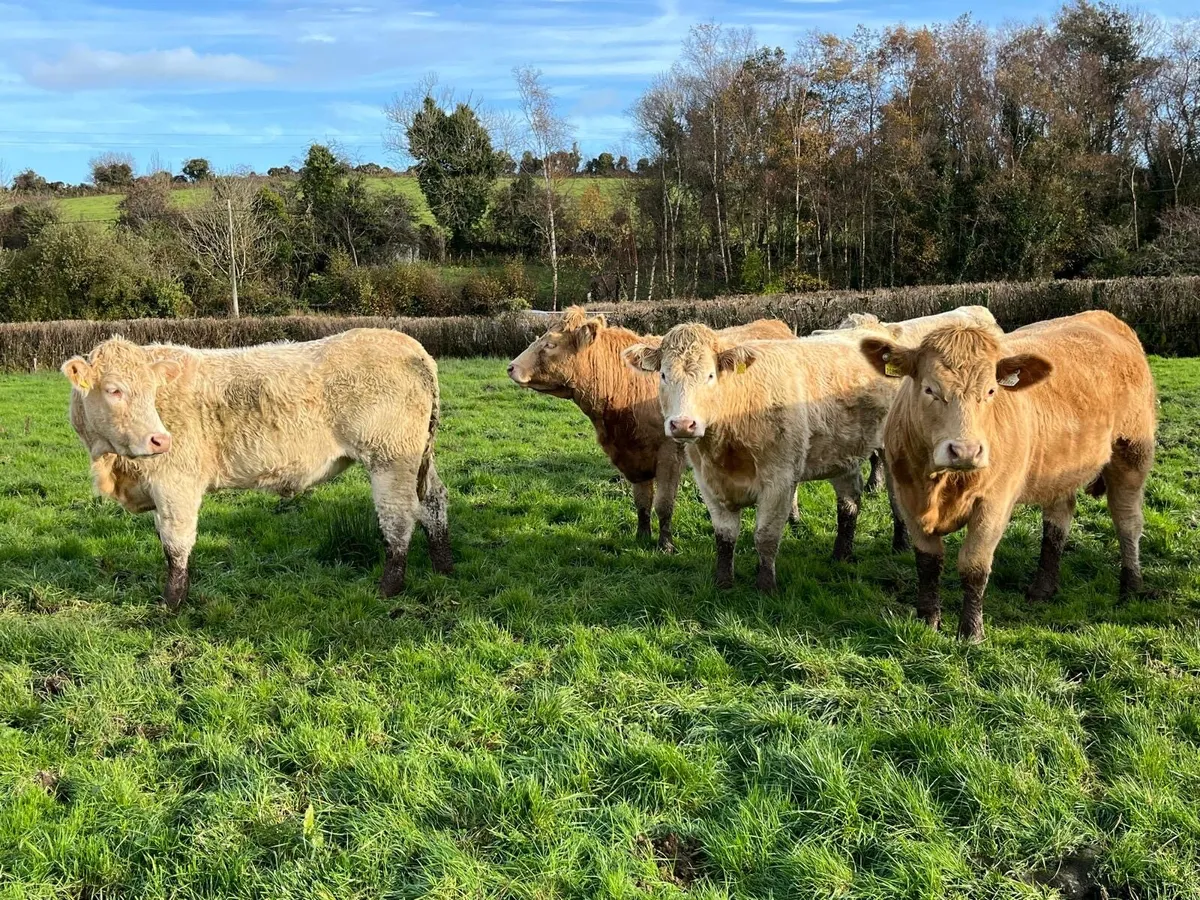 Heifers for sale - Image 2