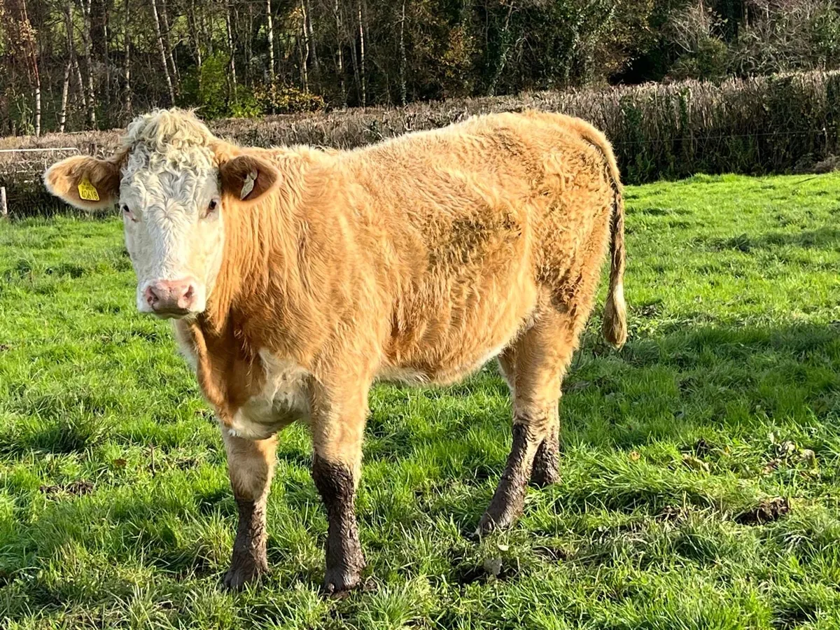 Heifers for sale - Image 3