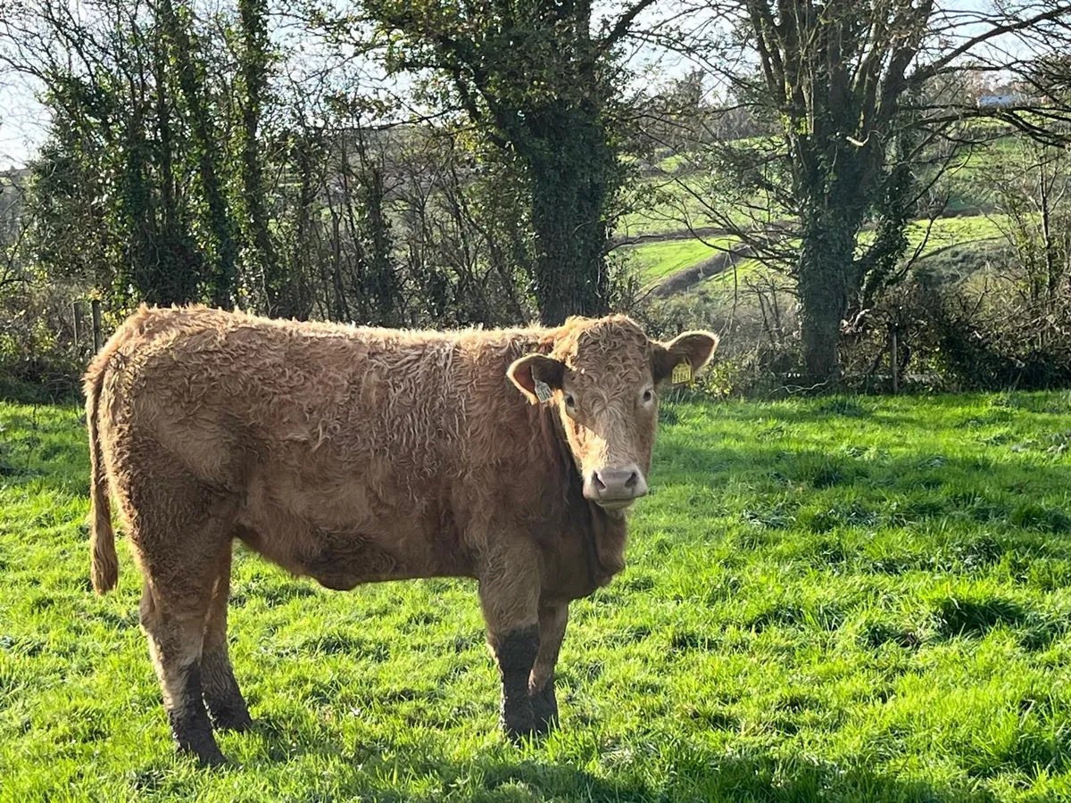 Heifers for sale - Image 4