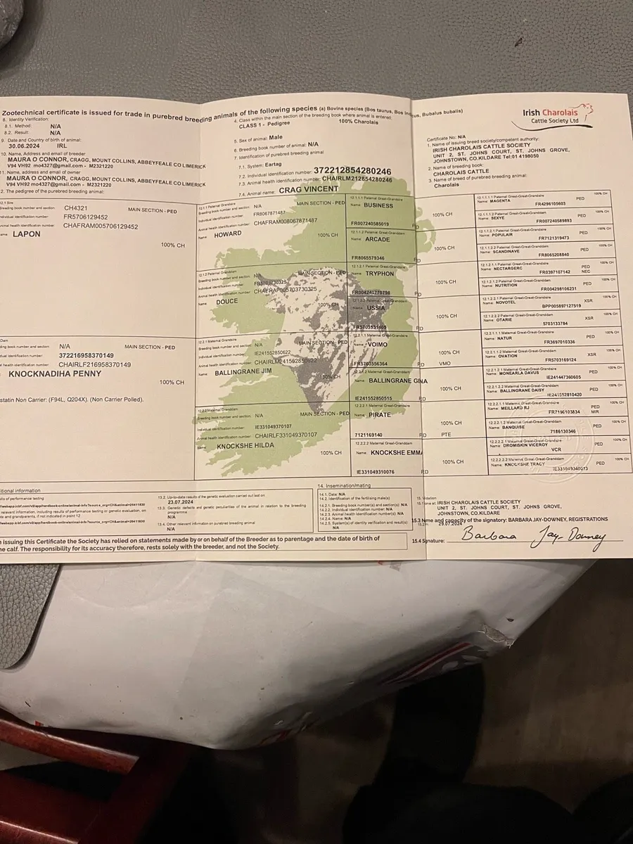 Charolais bull five star 🌟 - Image 1