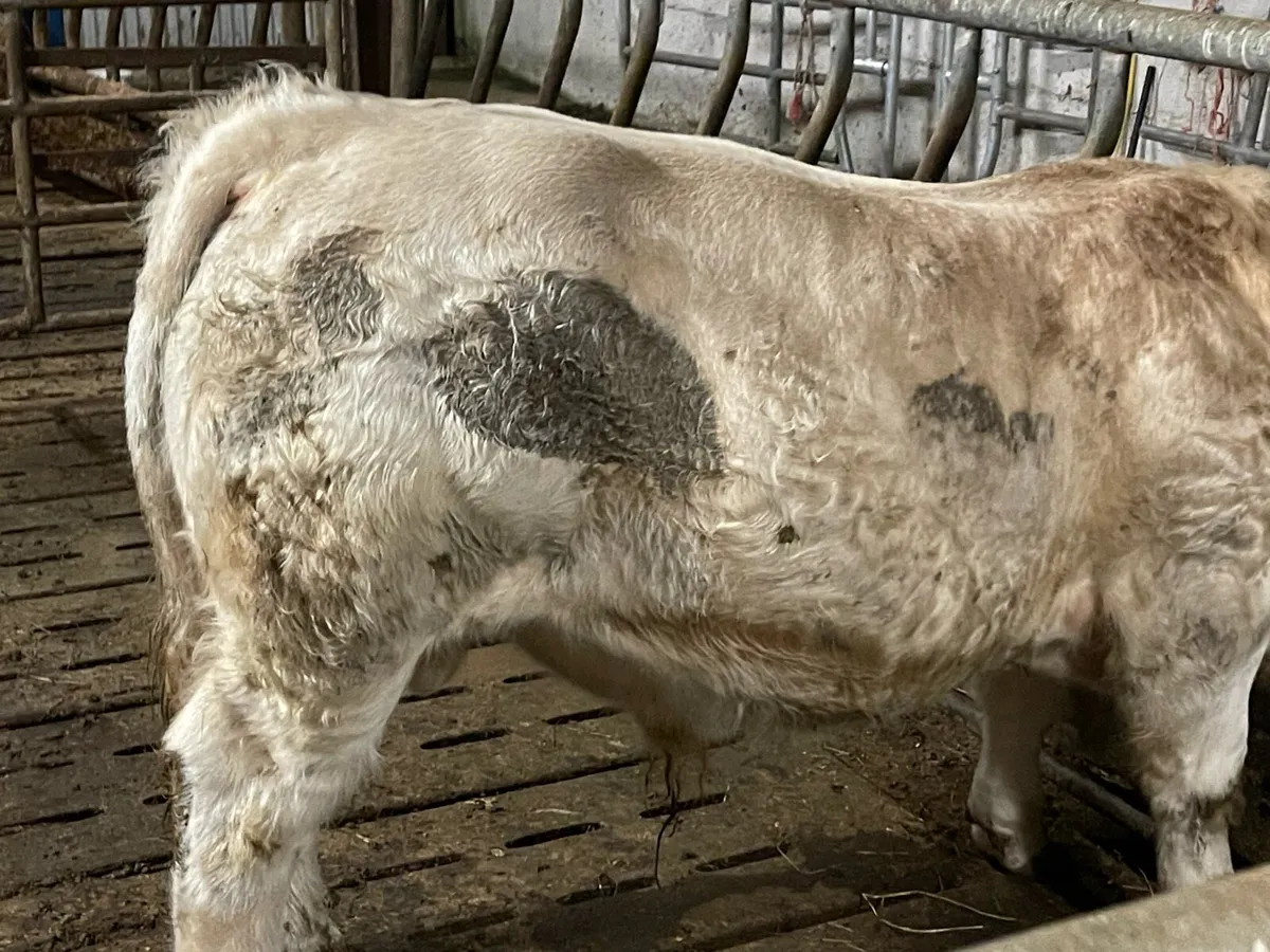 Charolais bull five star 🌟 - Image 3