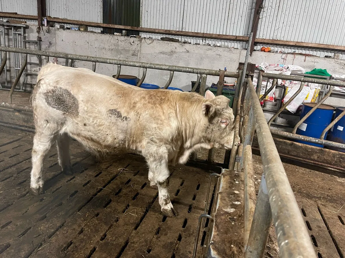 Charolais bull five star 🌟 - Image 4