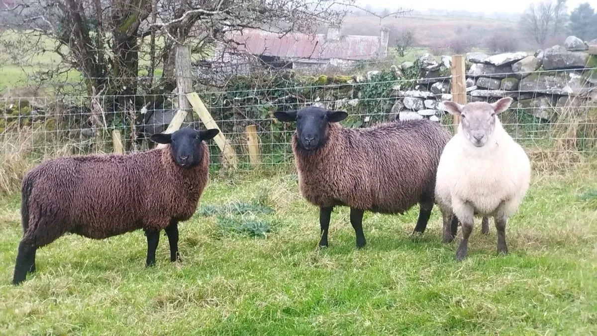 Suffolk Ram Lambs - Image 1