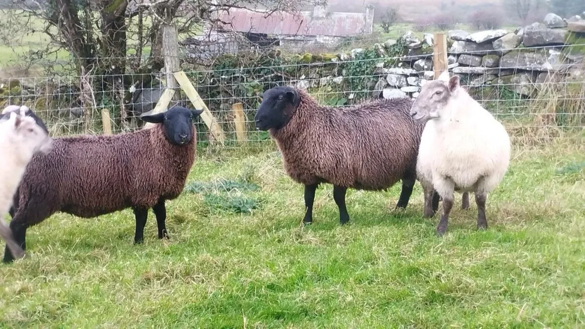 Suffolk Ram Lambs - Image 2