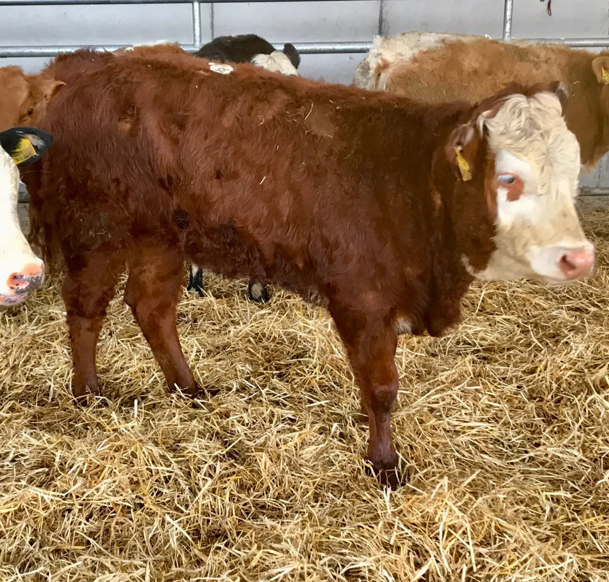 5 ⭐ Limousin Heifer @ Leinster Livestock - Image 1
