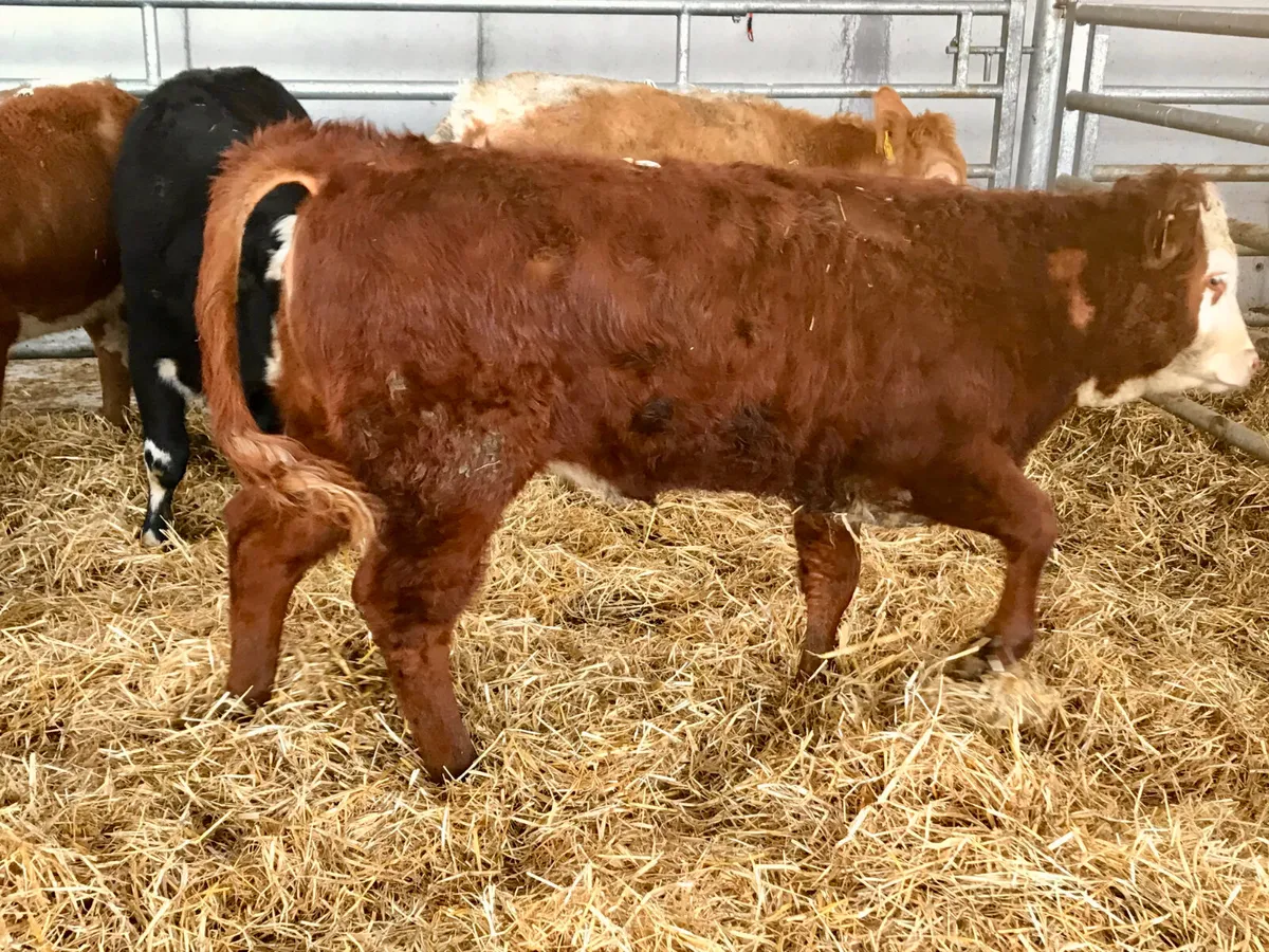 5 ⭐ Limousin Heifer @ Leinster Livestock - Image 3