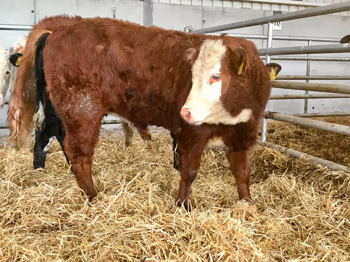 5 ⭐ Limousin Heifer @ Leinster Livestock - Image 2