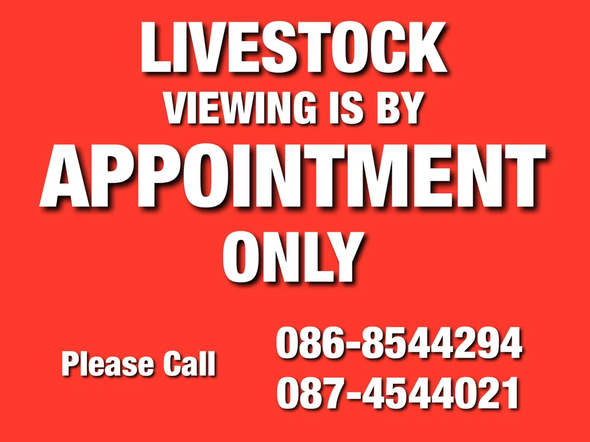 5 ⭐ Limousin Heifer @ Leinster Livestock - Image 4