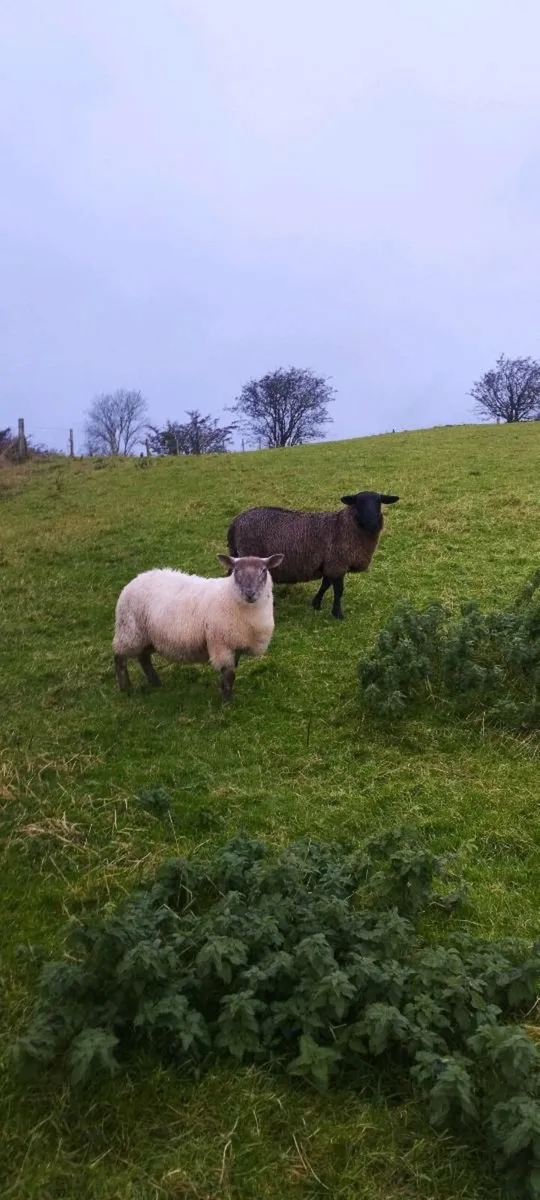 Suffolk Ram Lambs - Image 3