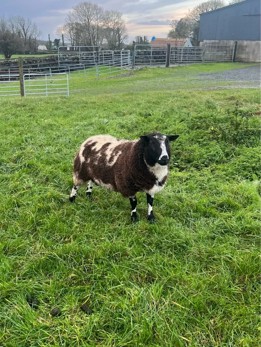 Dutch Spotted Rams (Pure Bred) - Image 1