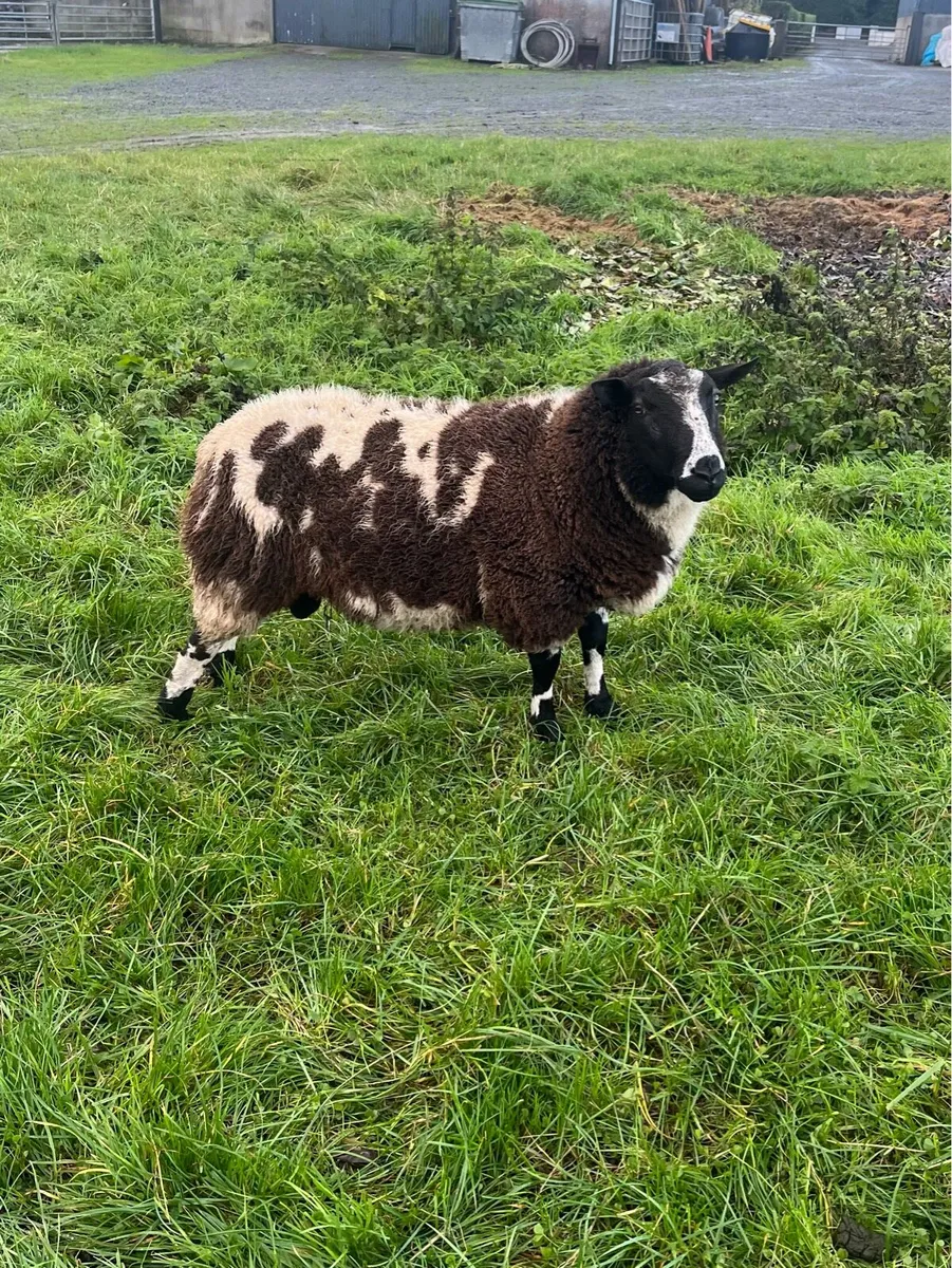 Dutch Spotted Rams (Pure Bred) - Image 2