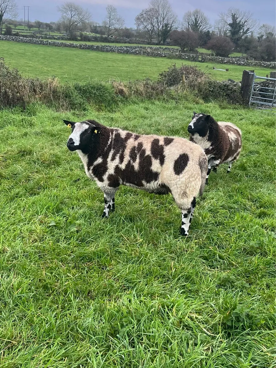 Dutch Spotted Rams (Pure Bred) - Image 3