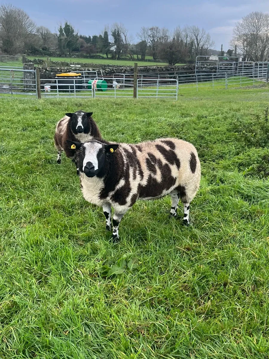 Dutch Spotted Rams (Pure Bred) - Image 4