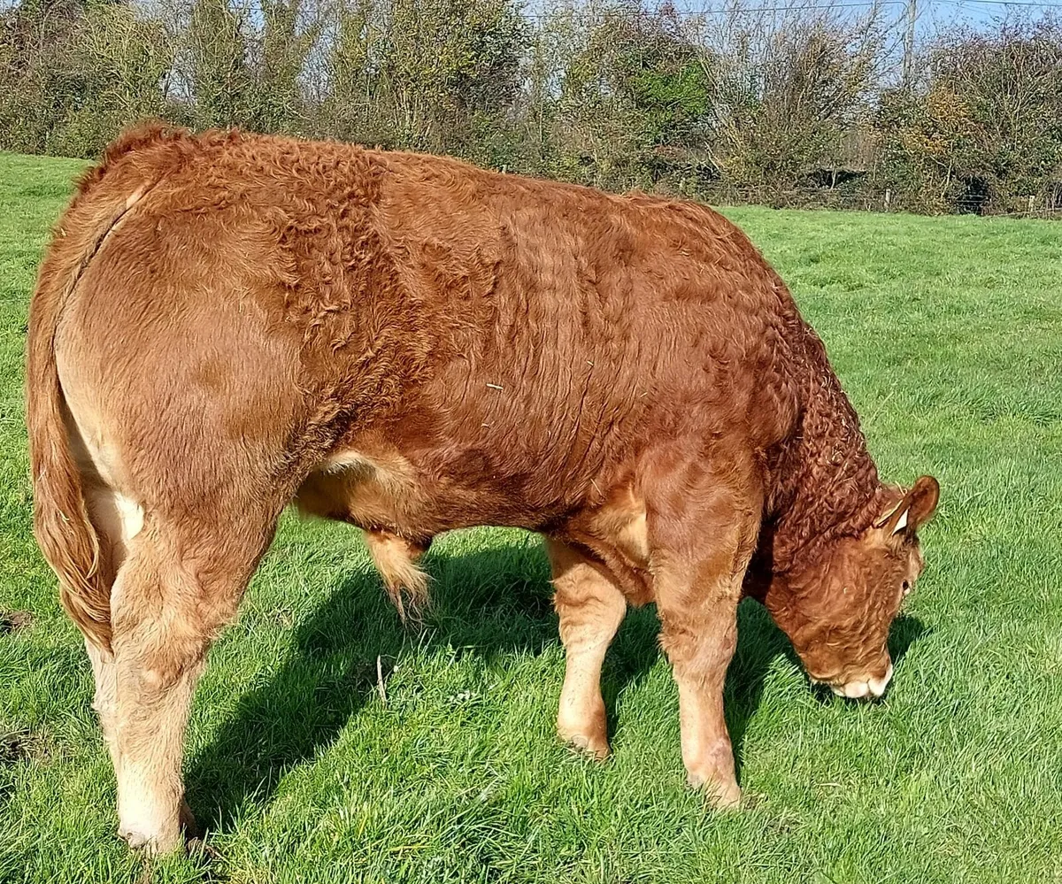 Bracken Ruben  5 star pb reg lm bull - Image 2