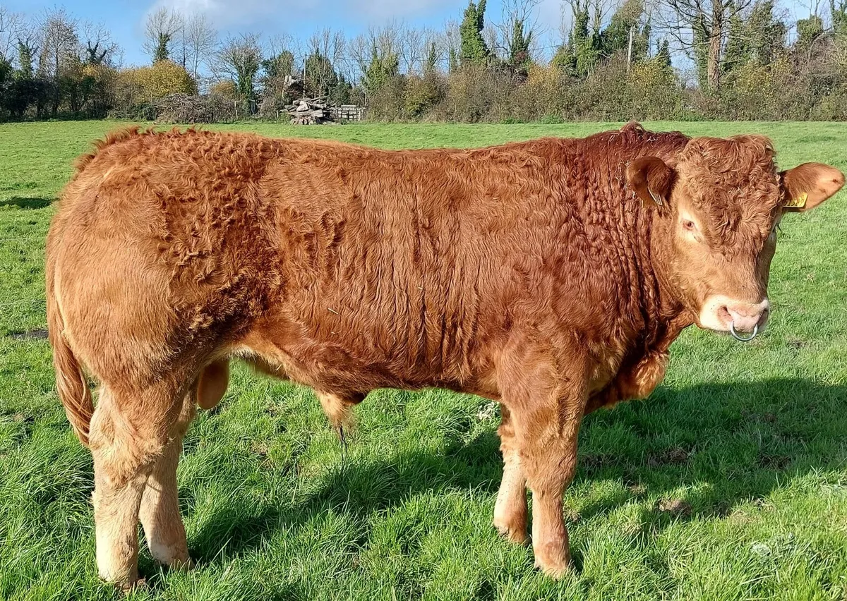 Bracken Ruben  5 star pb reg lm bull - Image 1