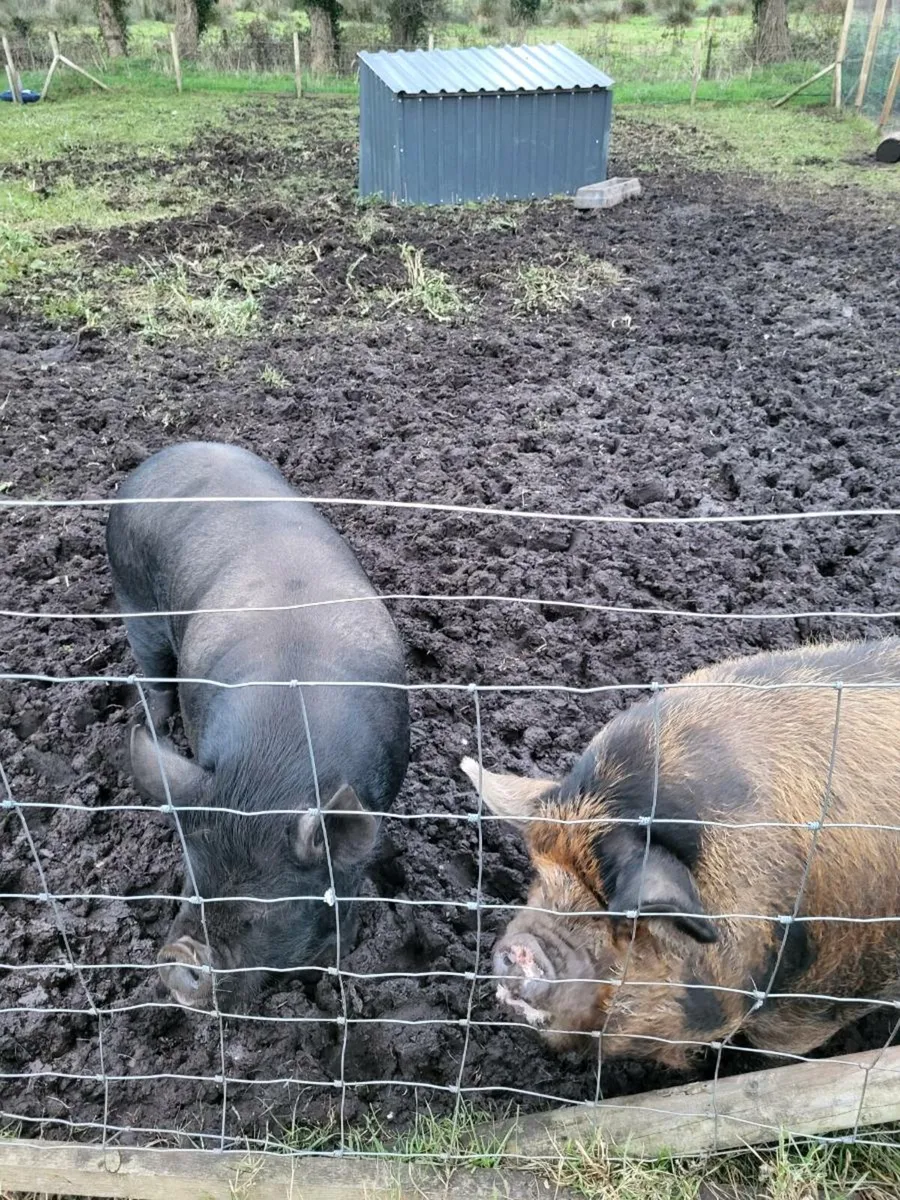Kune Kune pigs - Image 2