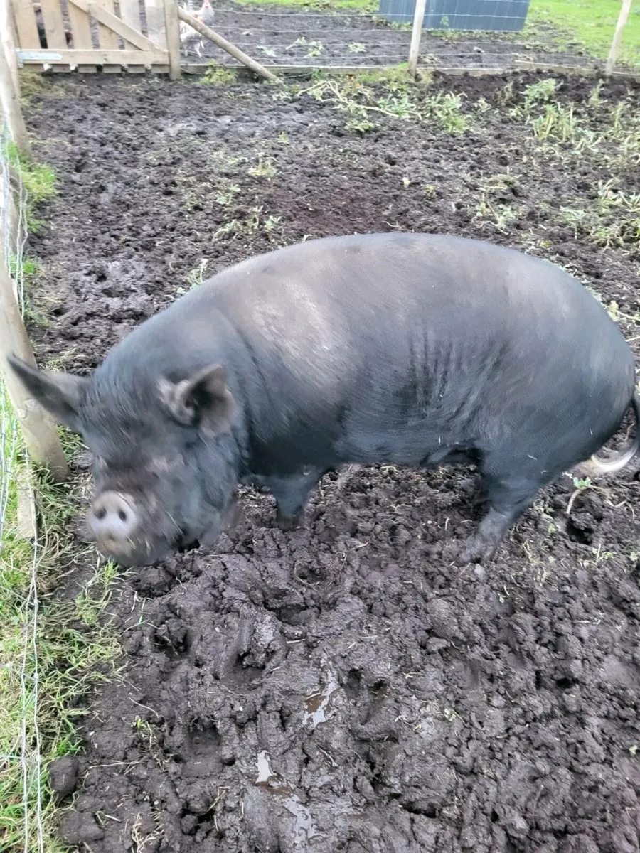 Kune Kune pigs - Image 3