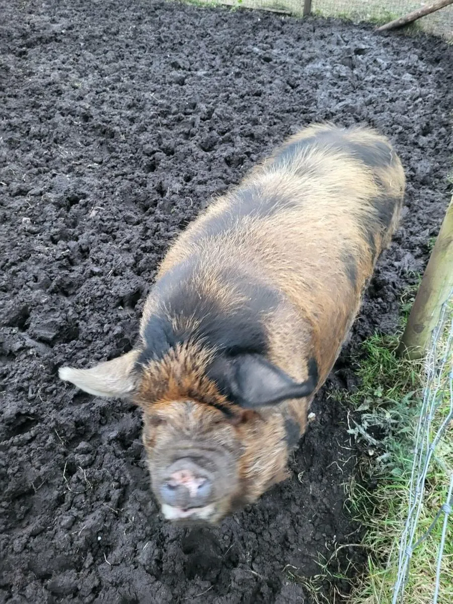 Kune Kune pigs - Image 4