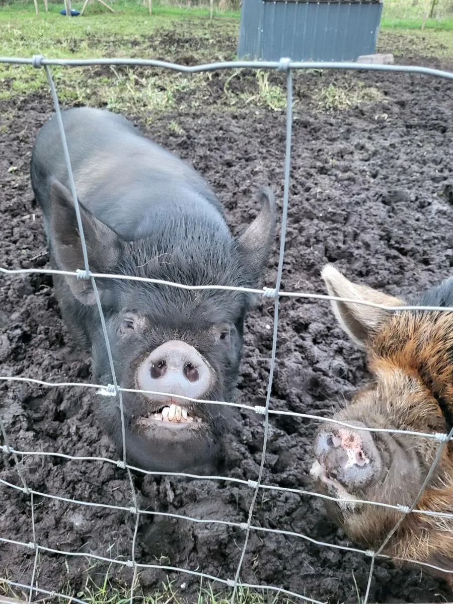 Kune Kune pigs - Image 1