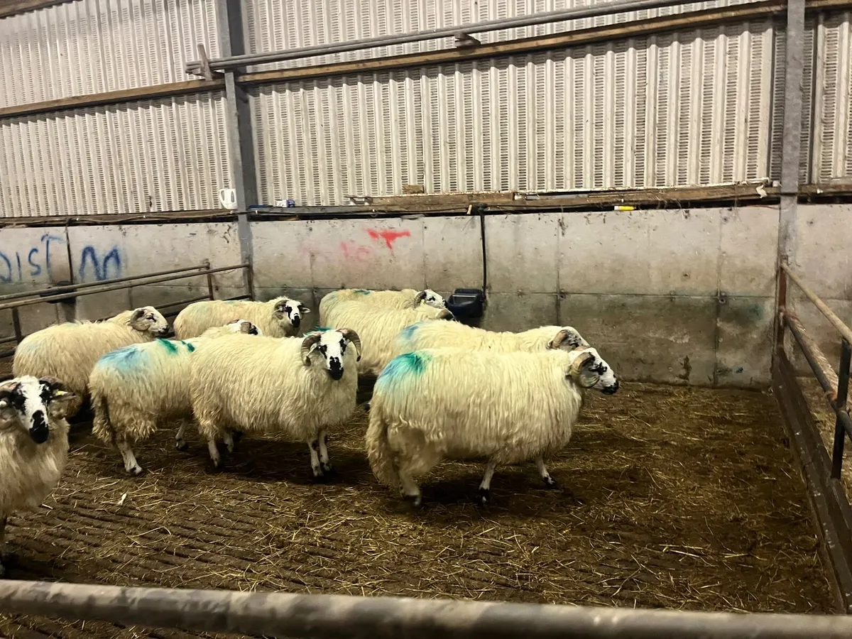 Dingle Scotch Ram Lambs for sale - Image 2