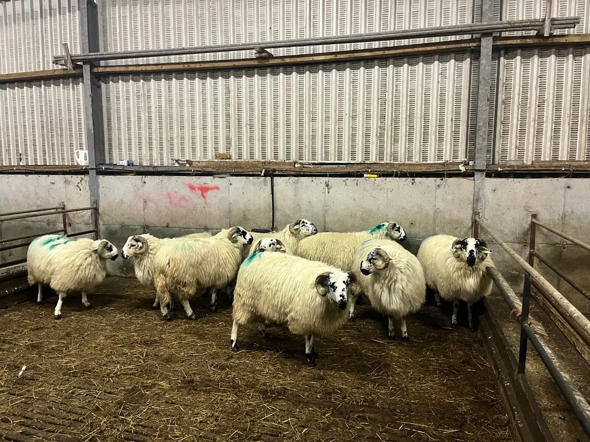 Dingle Scotch Ram Lambs for sale - Image 1