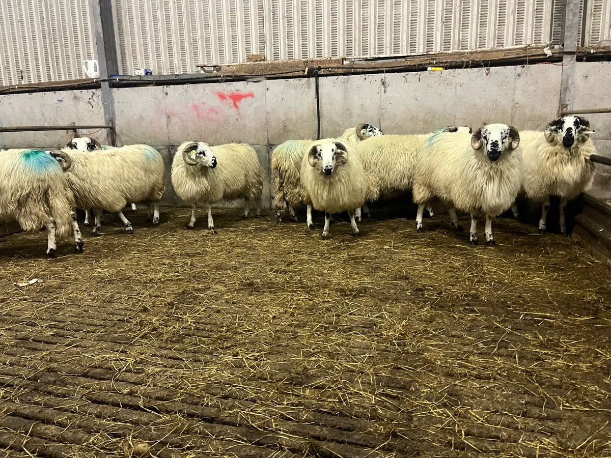 Dingle Scotch Ram Lambs for sale - Image 3