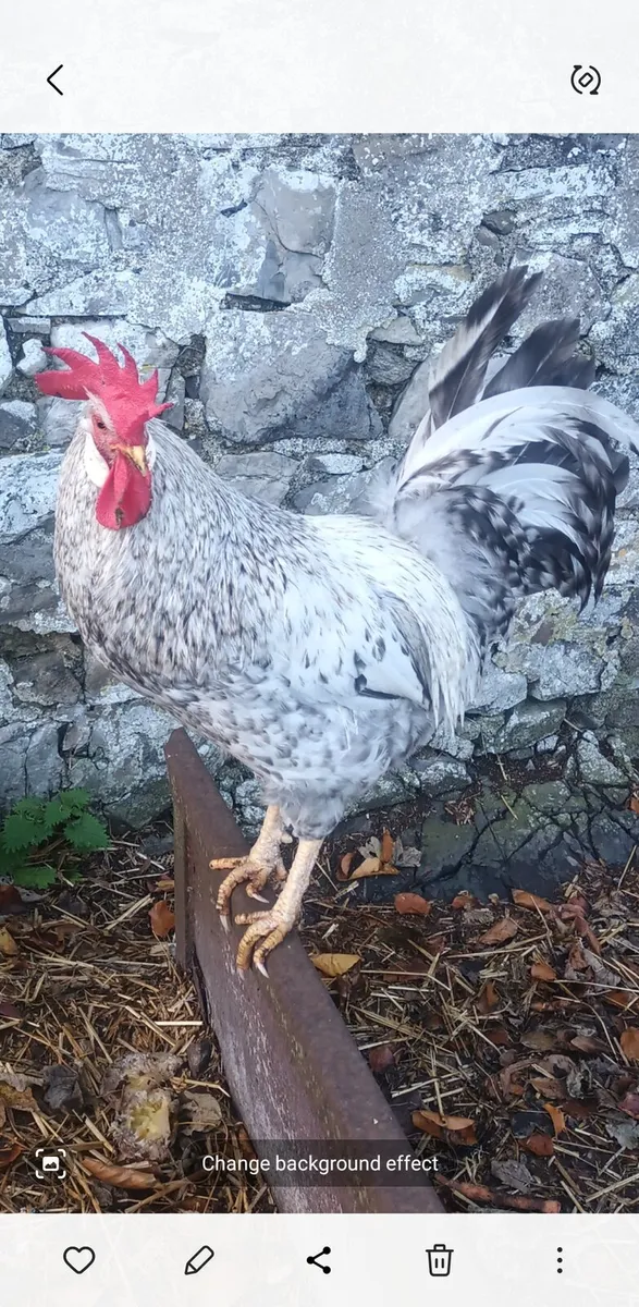 Cream Legbar Rooster - Image 1