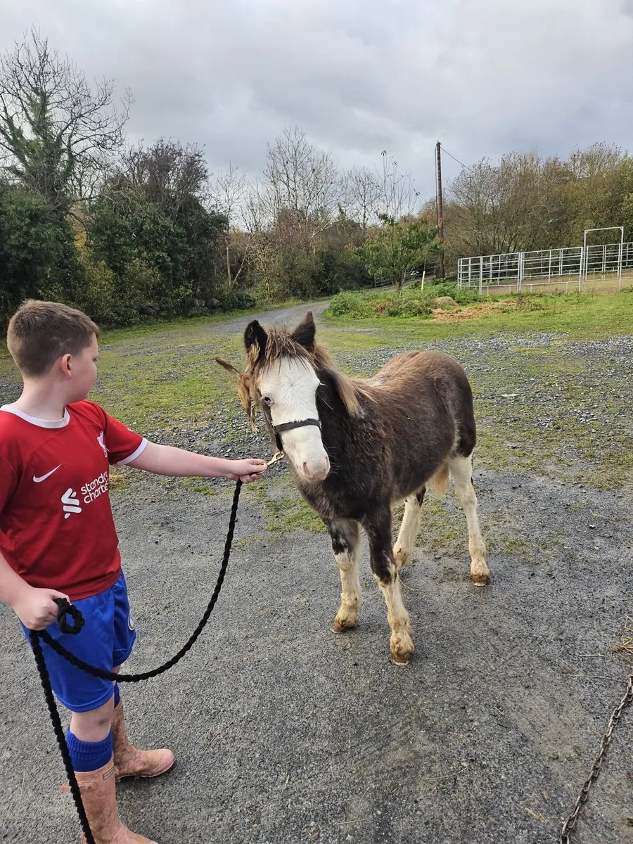 Colt pony foal - Image 1