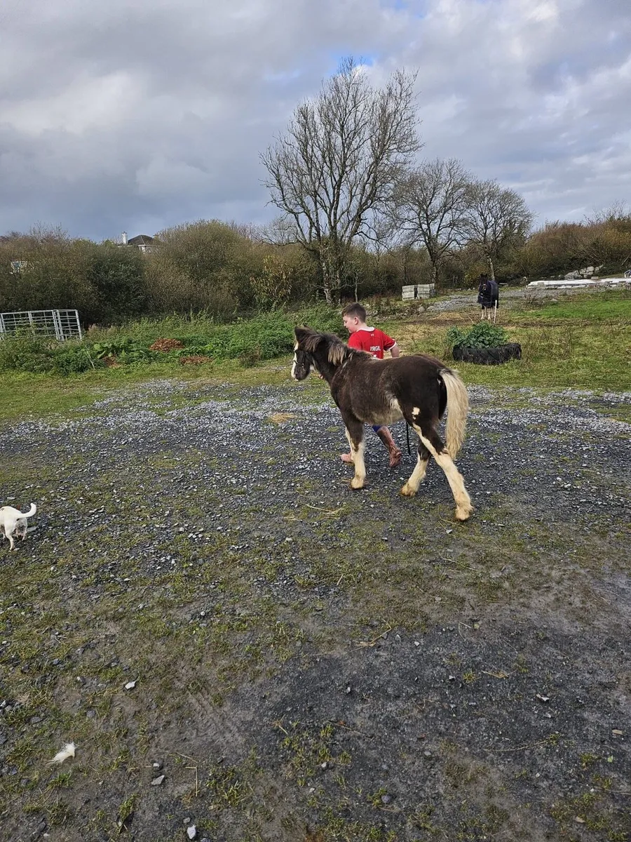 Colt pony foal - Image 2