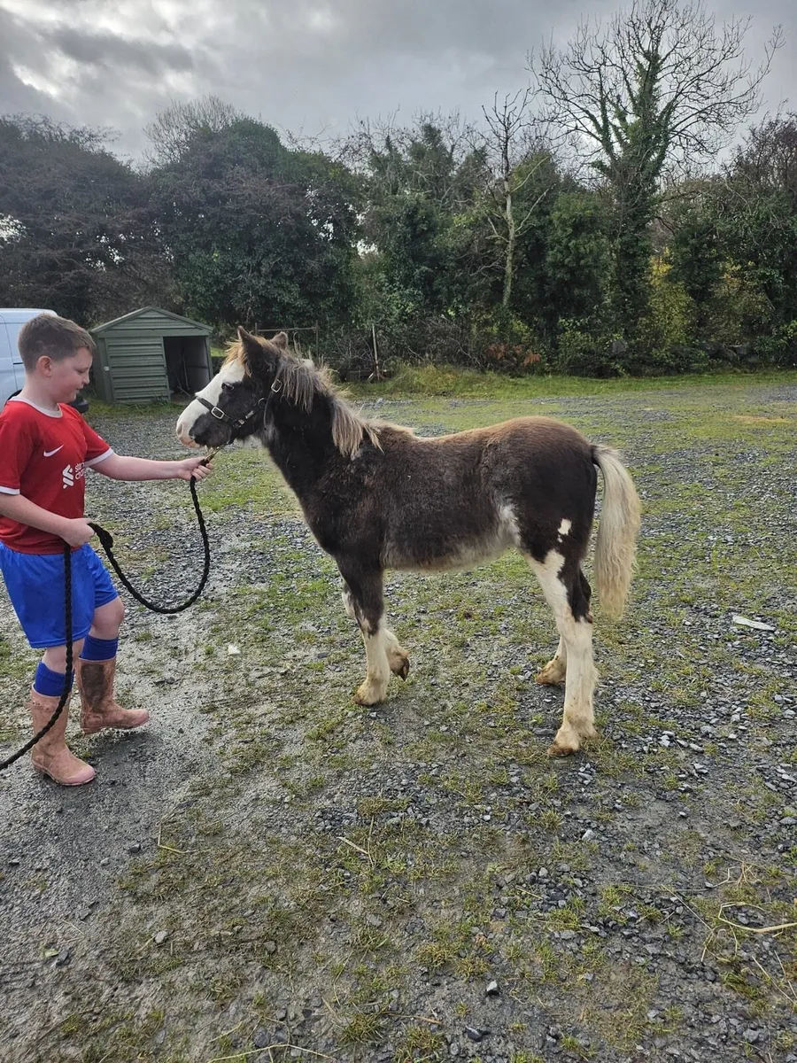 Colt pony foal - Image 3