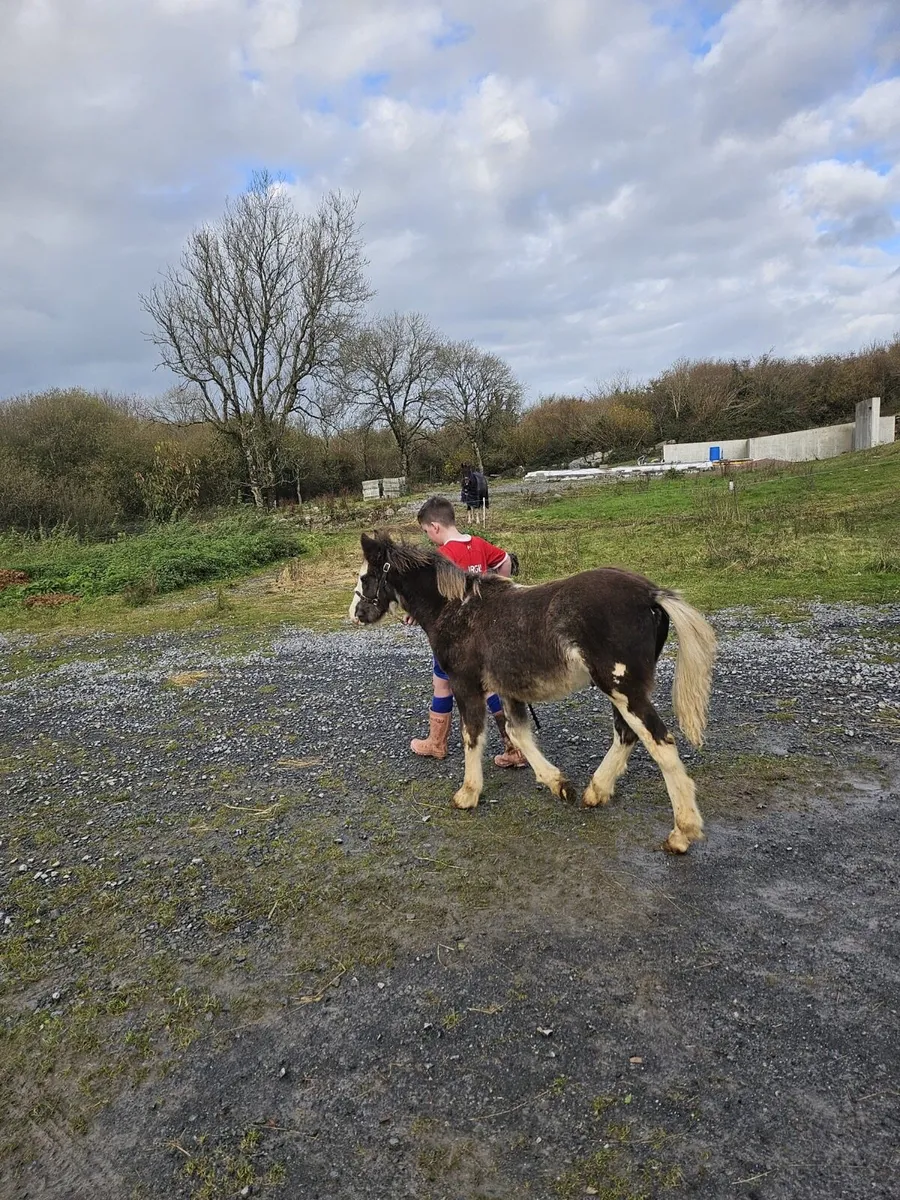 Colt pony foal - Image 4