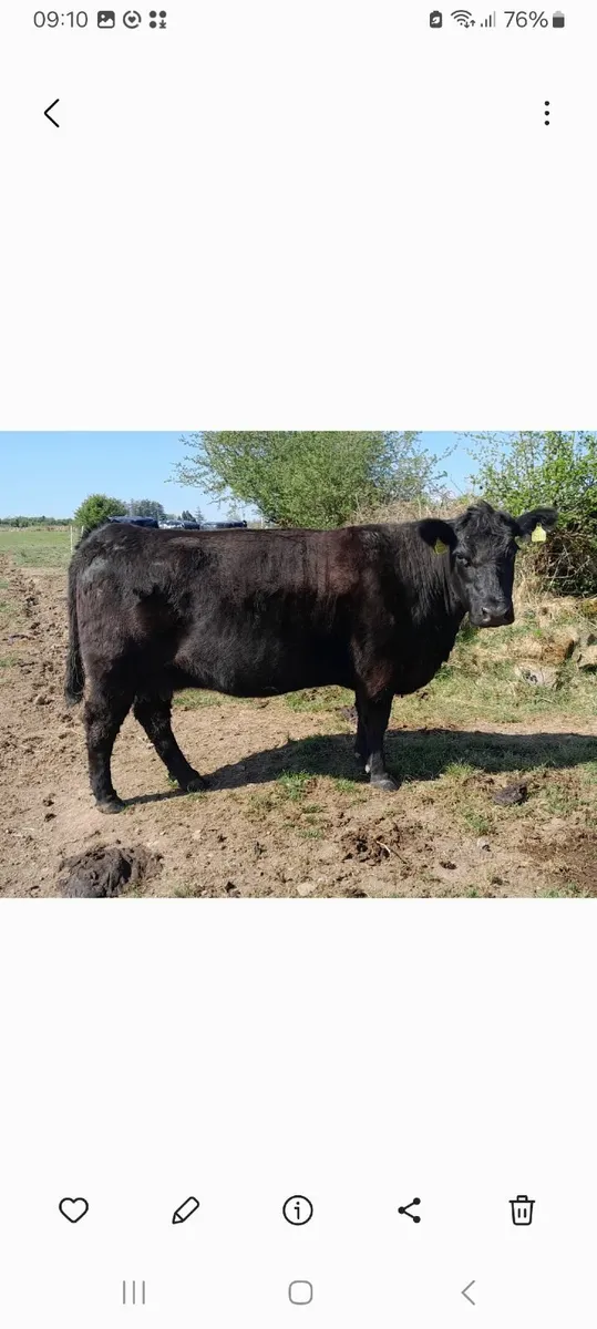 Ballymote Mart Thursday 6th November² - Image 1