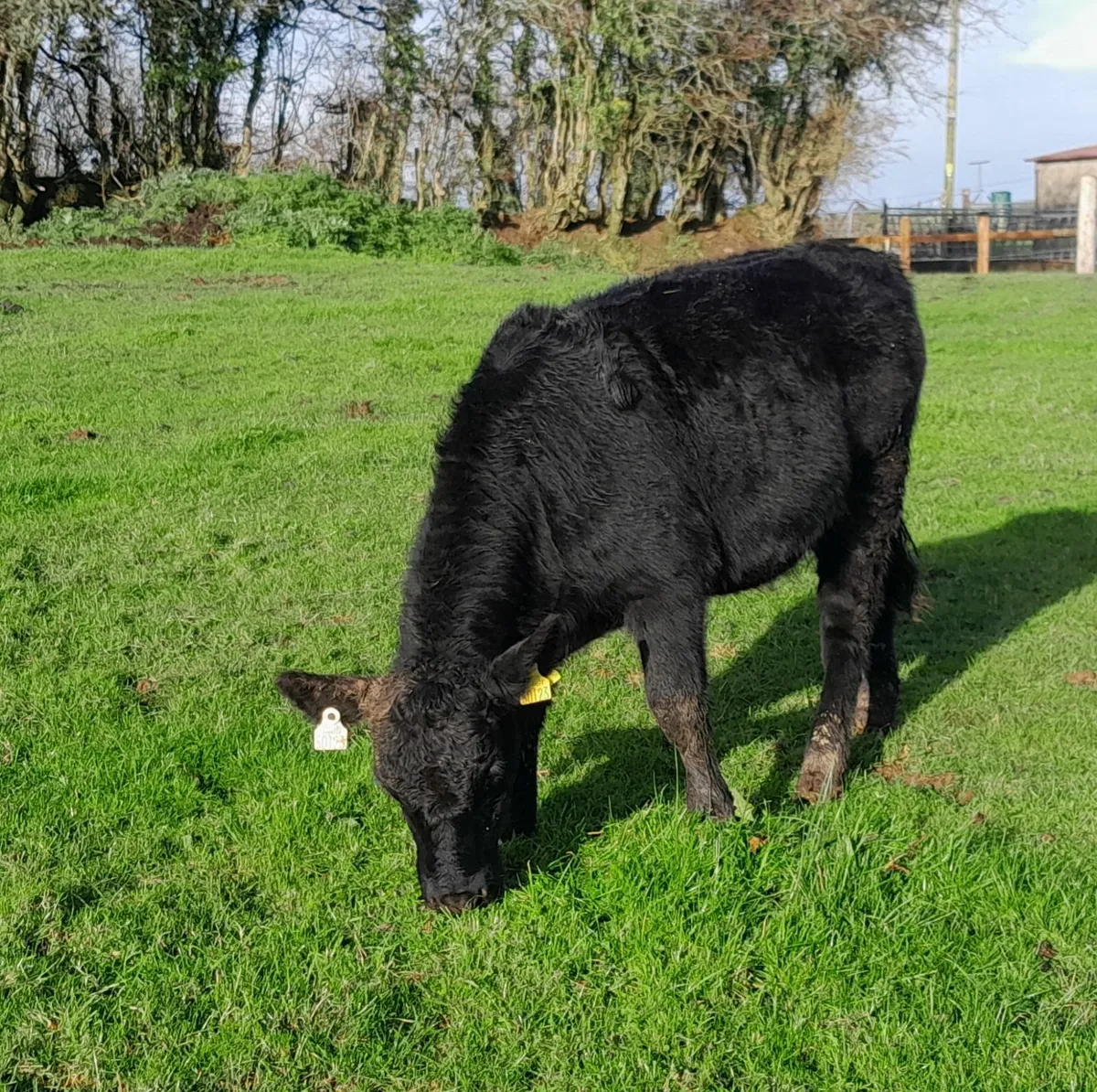 Ballymote Mart Thursday 6th November² - Image 2