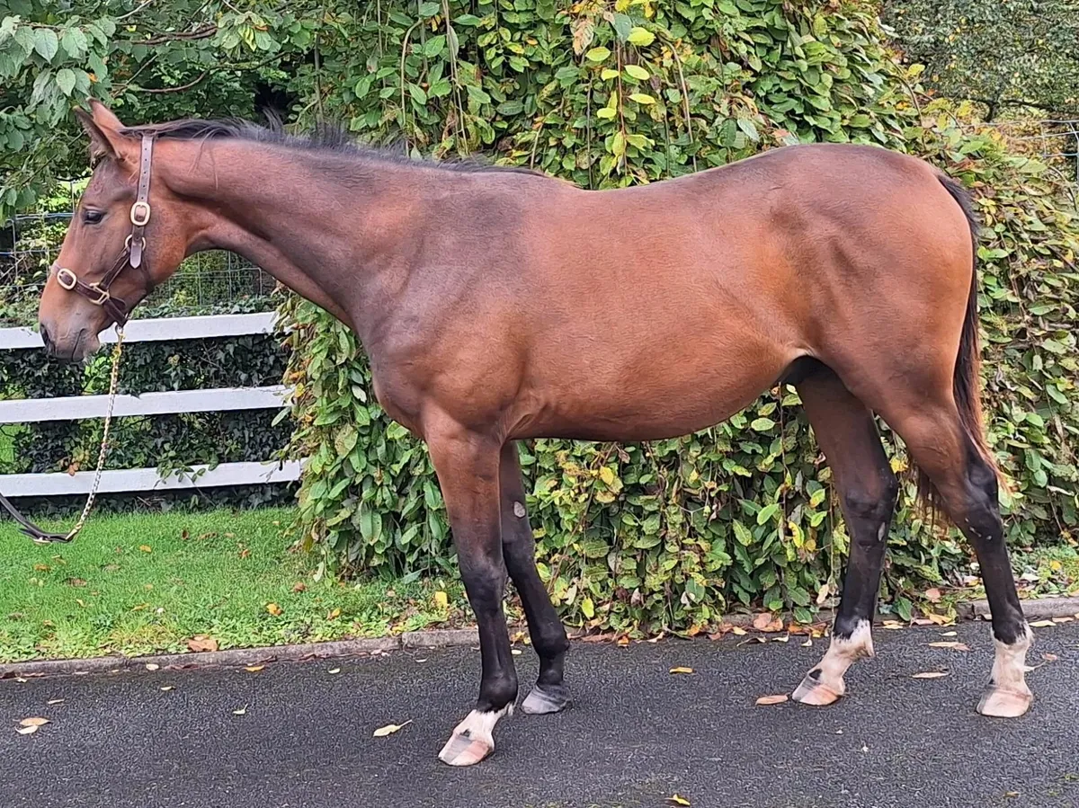 Future Eventing Star - Image 1