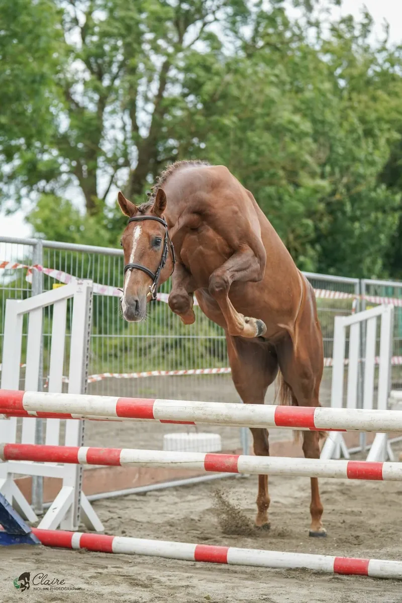 Future Eventing Star - Image 4