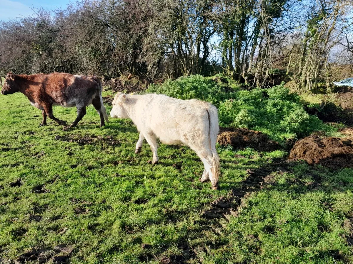 Ballymote Mart Thursday 6th November² - Image 3