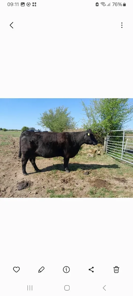 Ballymote Mart Thursday 6th November² - Image 4