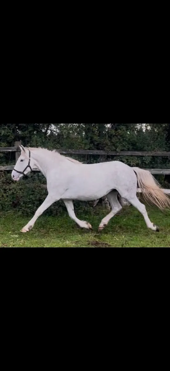 RID Irish Draught Fillies - Image 3