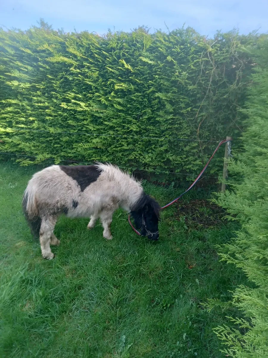 Miniature pony for sale - Image 1