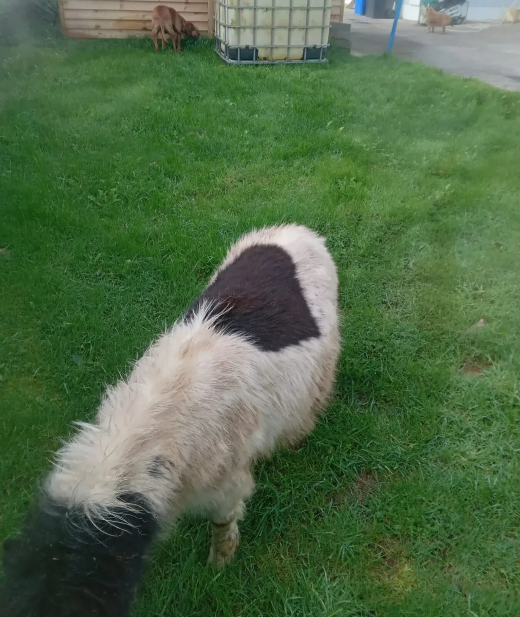 Miniature pony for sale - Image 2