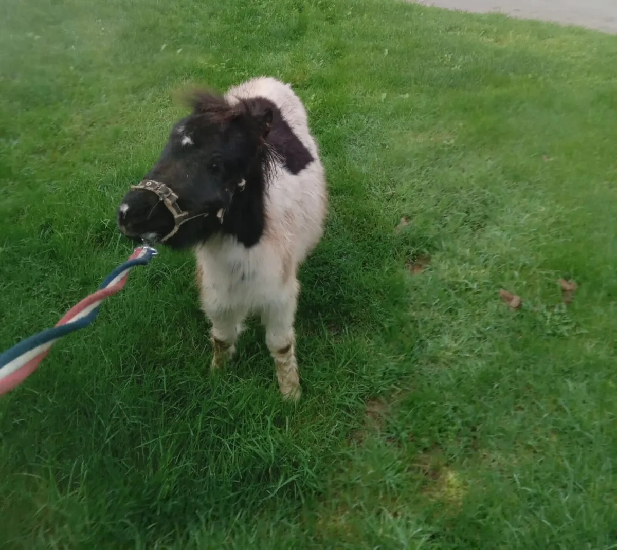 Miniature pony for sale - Image 3