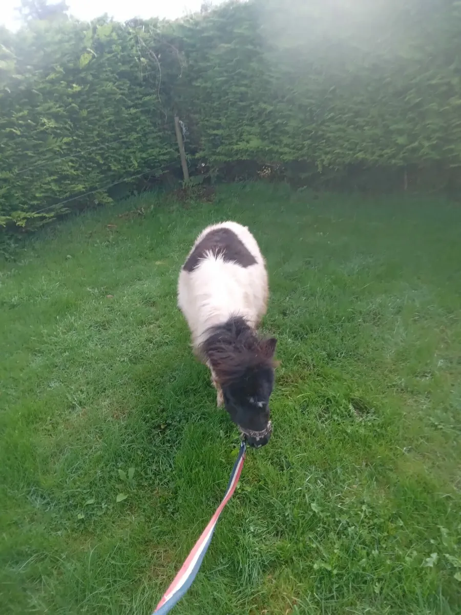 Miniature pony for sale - Image 4