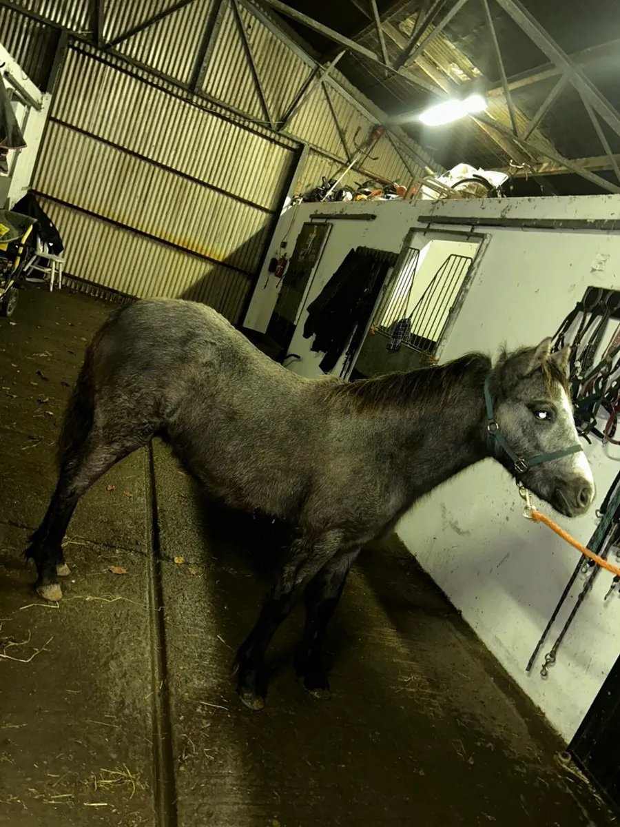 ⭐️Connemara Colt Foal⭐️ - Image 2