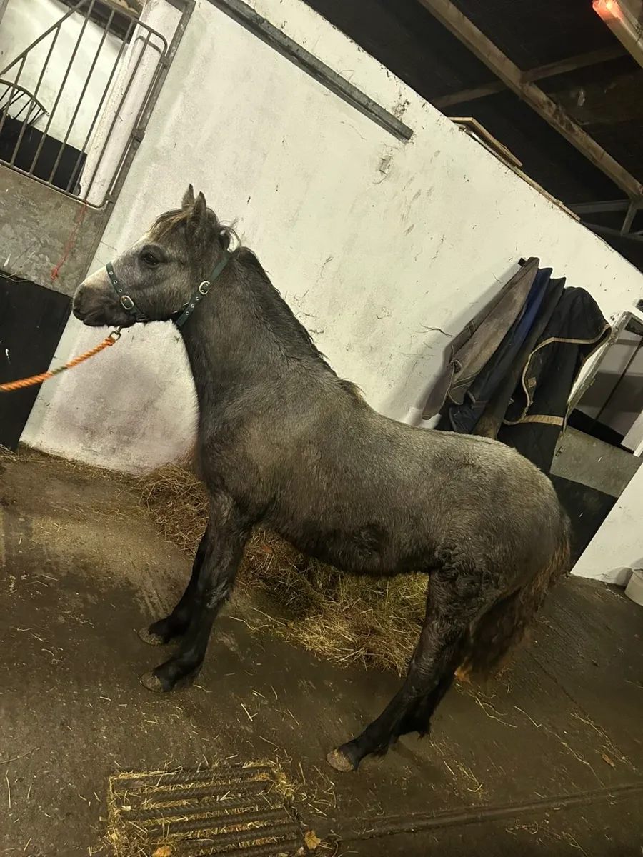 ⭐️Connemara Colt Foal⭐️ - Image 3