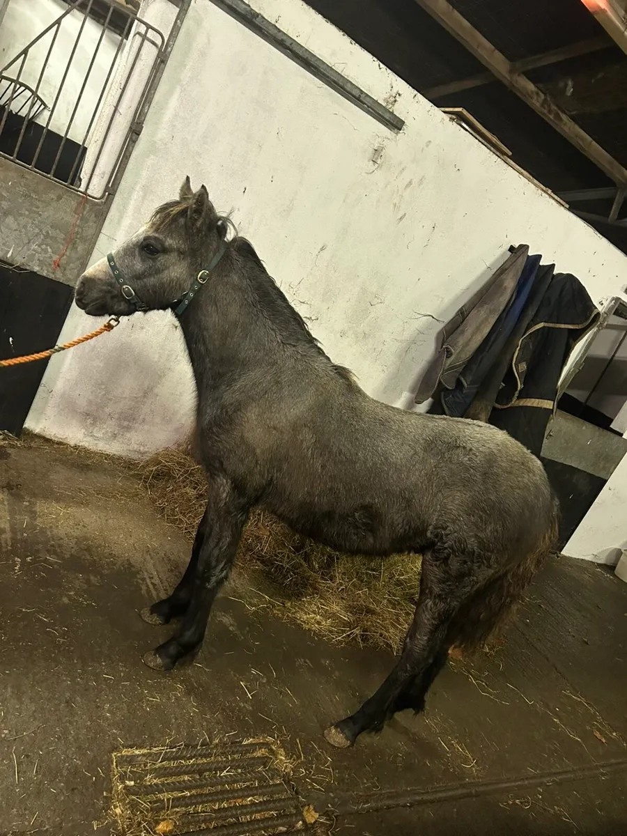 ⭐️Connemara Colt Foal⭐️ - Image 4