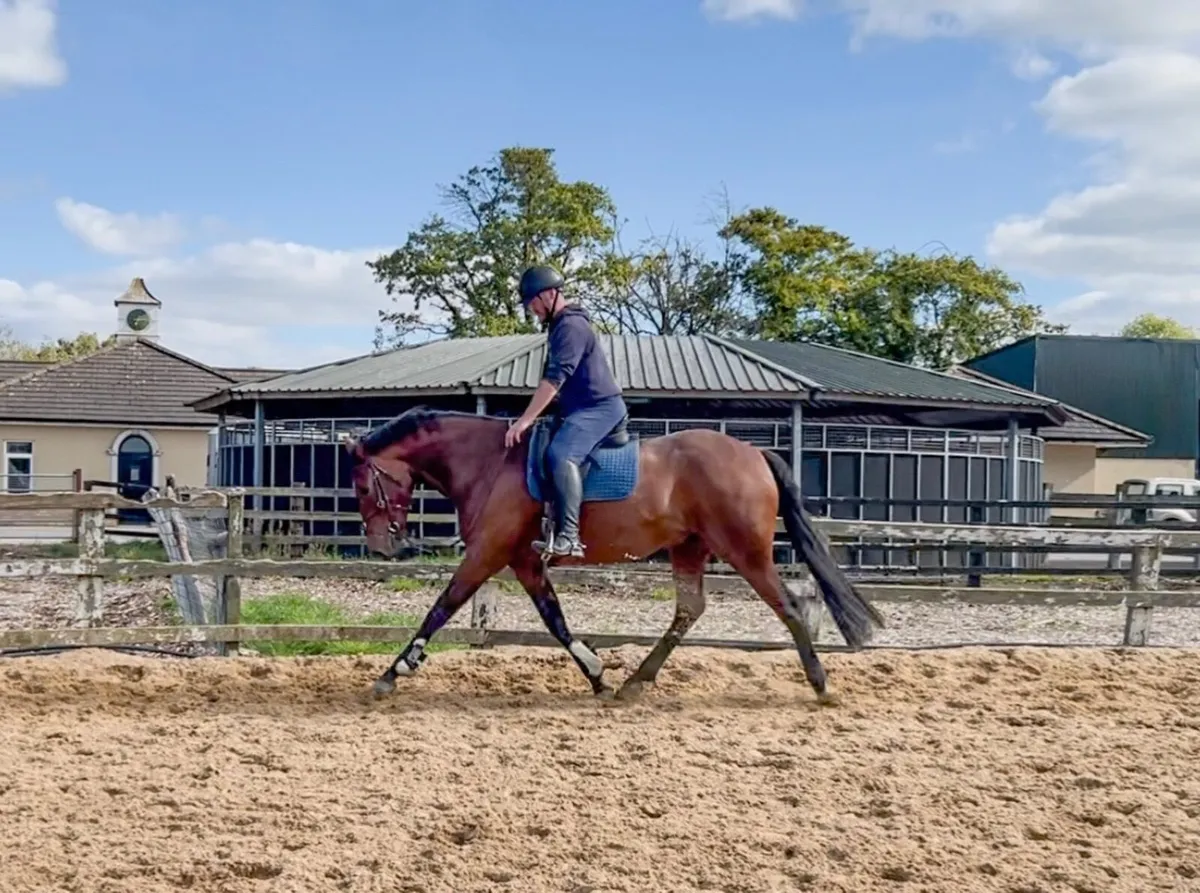 16.2hh 4 year old Bay Gelding - Event Prospect - Image 3