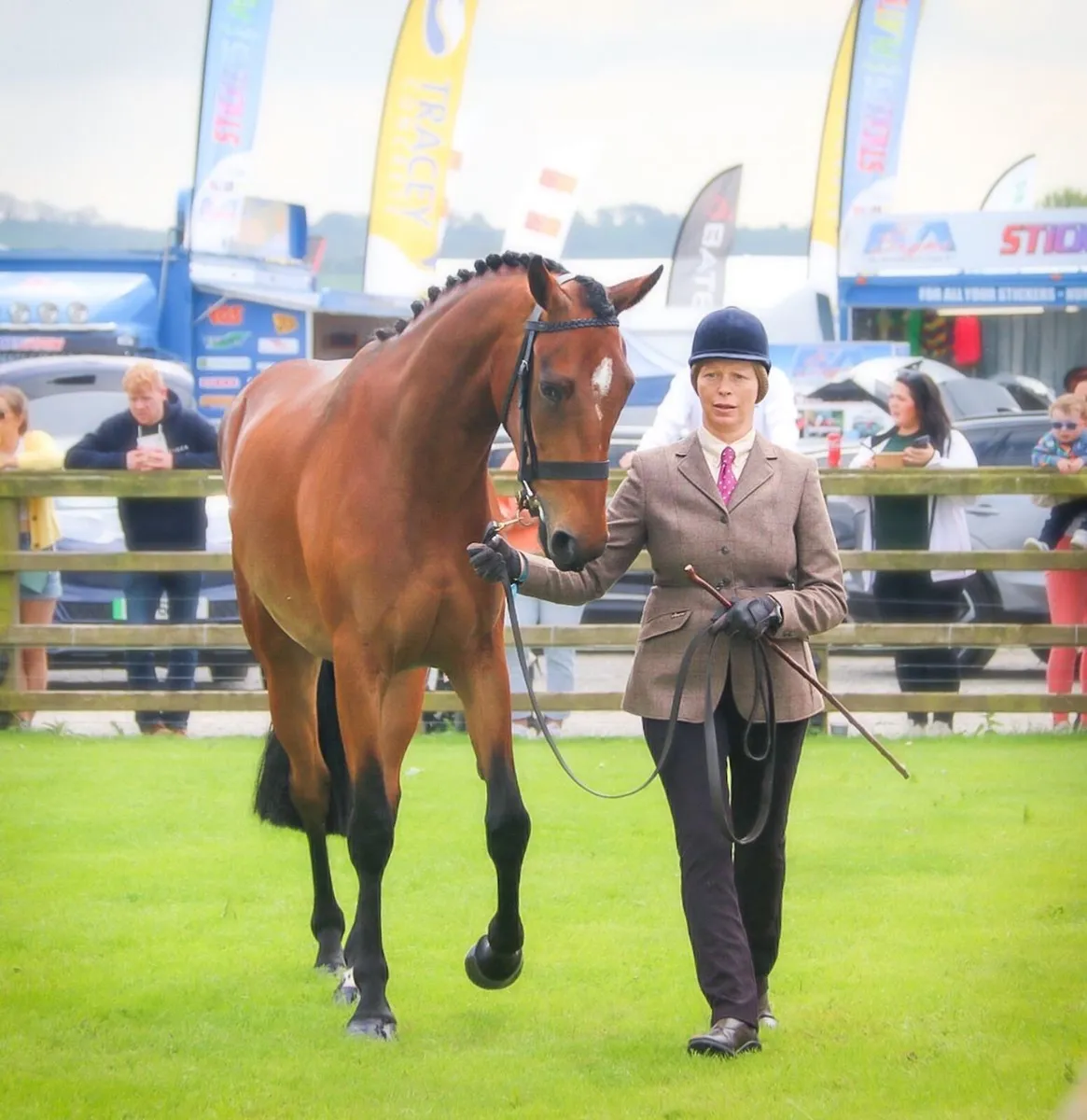 16.2hh 4 year old Bay Gelding - Event Prospect - Image 4